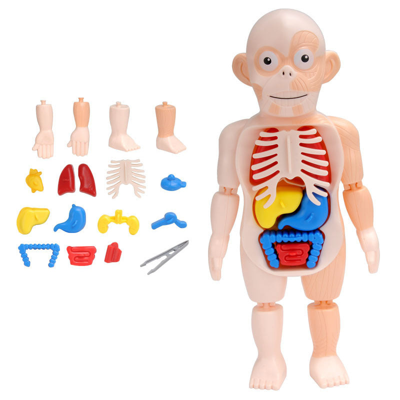 Human Anatomy Model Stem Toy