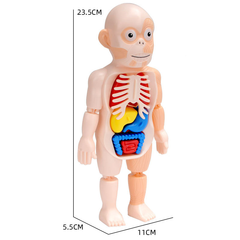 Human Anatomy Model Stem Toy