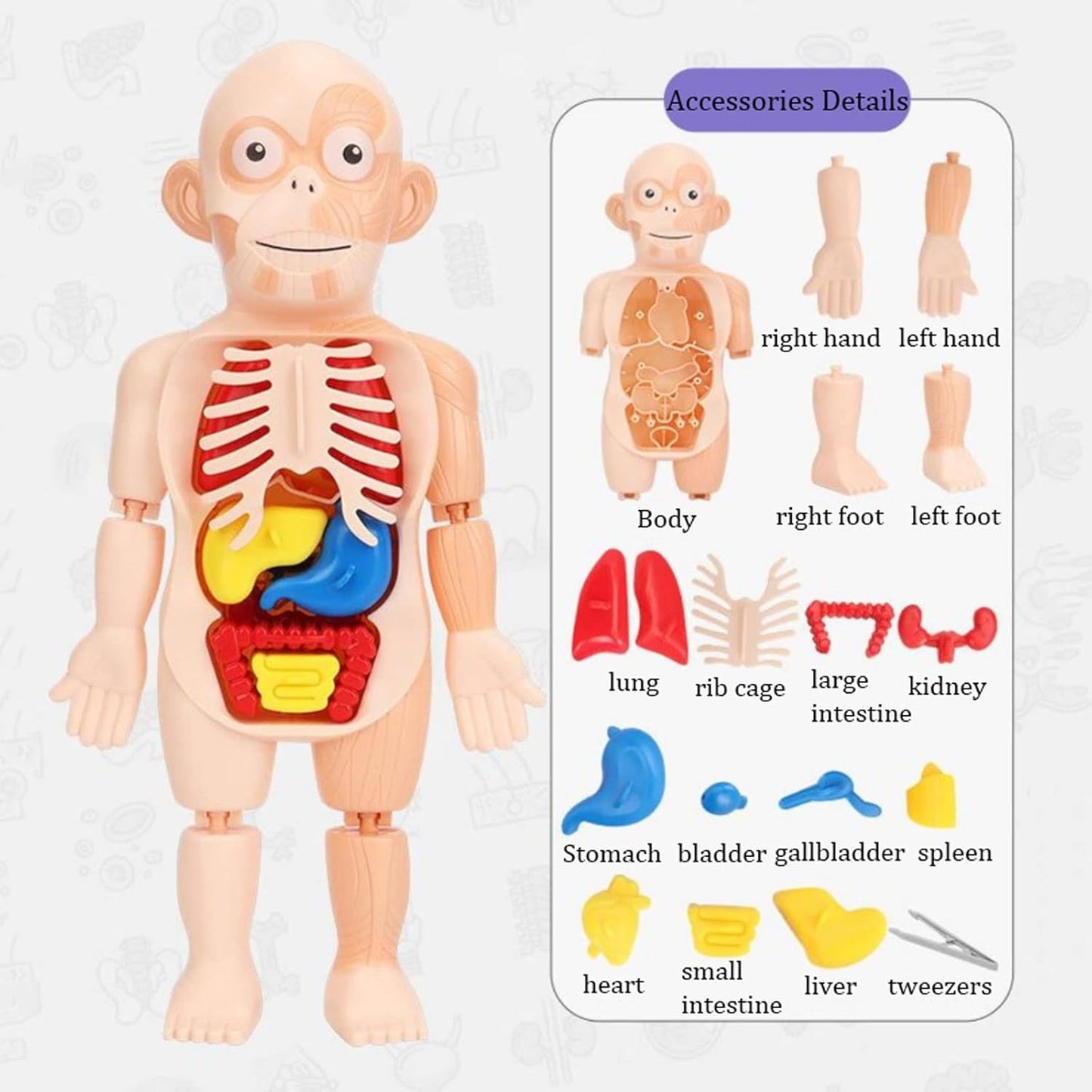 Human Anatomy Model Stem Toy