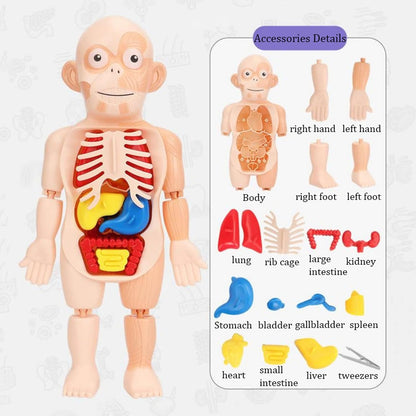 Human Anatomy Model Stem Toy