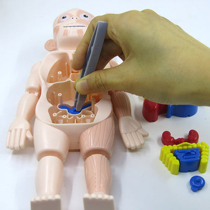Human Anatomy Model Stem Toy