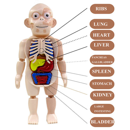 Human Anatomy Model Stem Toy