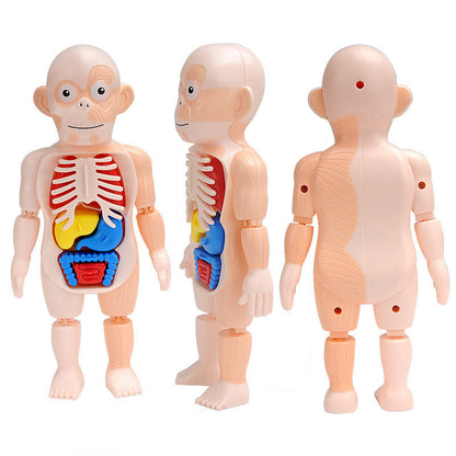 Human Anatomy Model Stem Toy