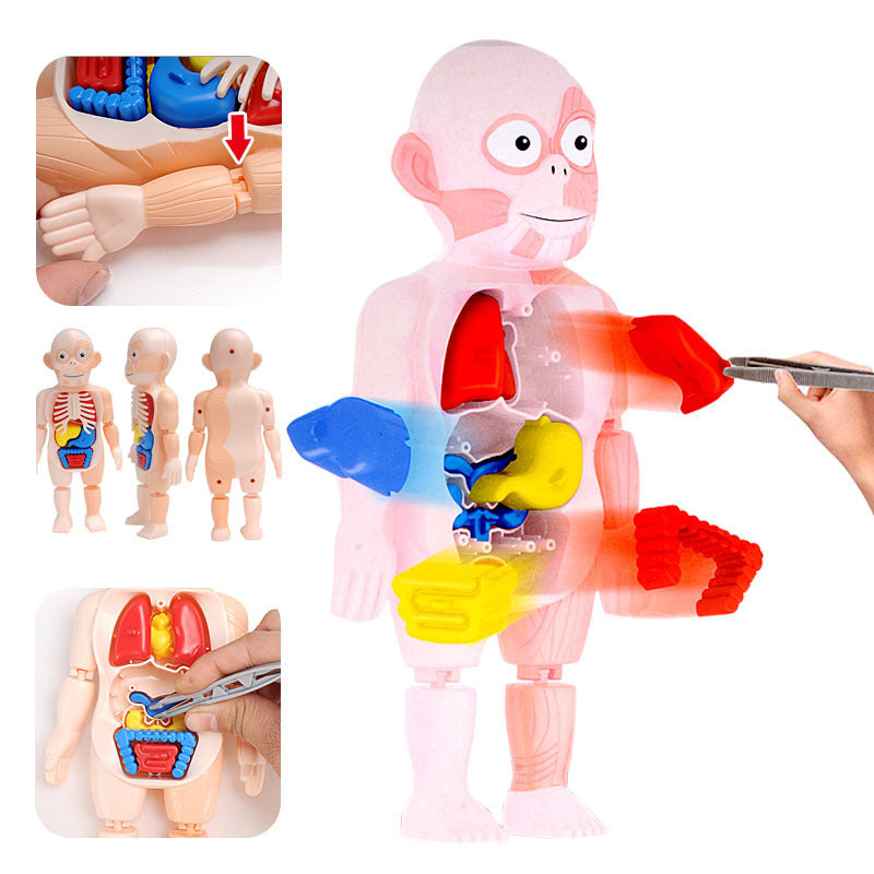 Human Anatomy Model Stem Toy