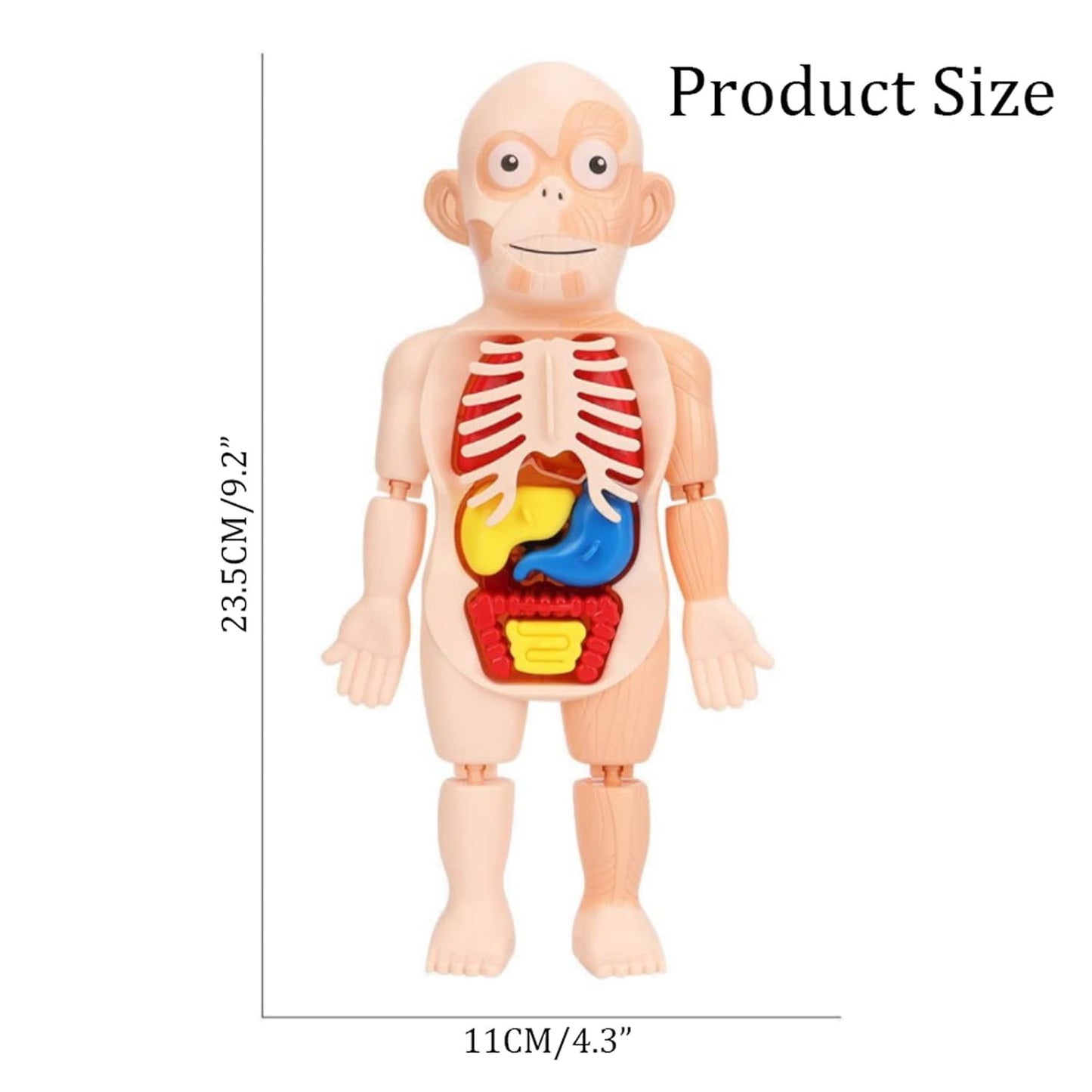 Human Anatomy Model Stem Toy
