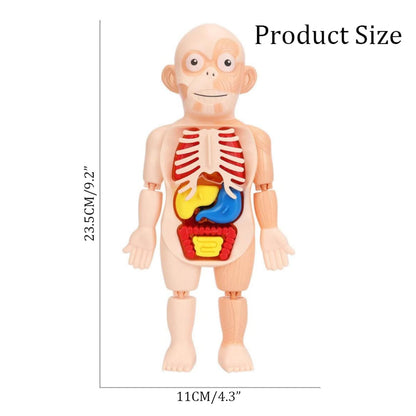 Human Anatomy Model Stem Toy