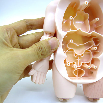 Human Anatomy Model Stem Toy
