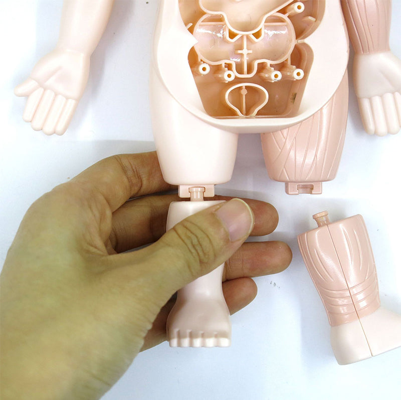 Human Anatomy Model Stem Toy