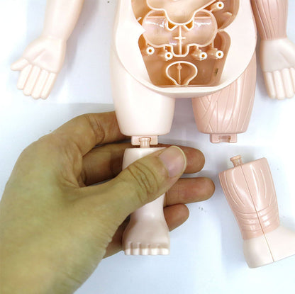 Human Anatomy Model Stem Toy