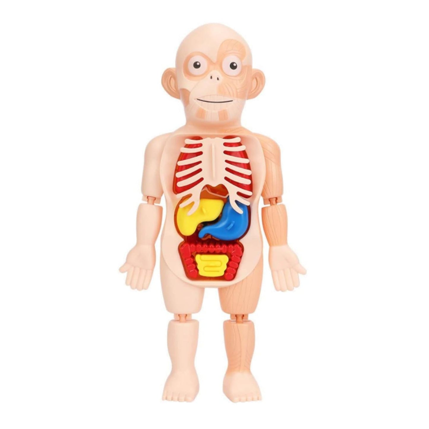 Human Anatomy Model Stem Toy